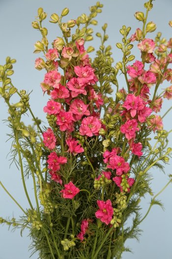 Larkspur Dark Pink 